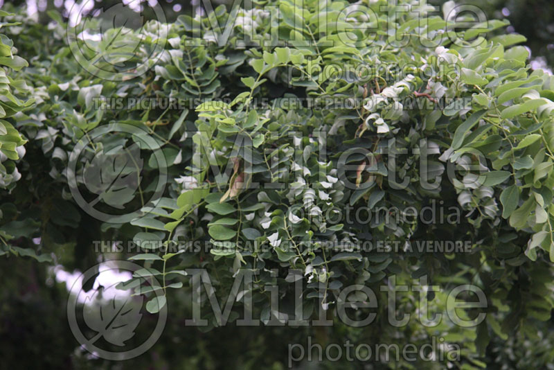 Robinia Lace Lady or Twisty Baby  (Lacelady Locust) 10 