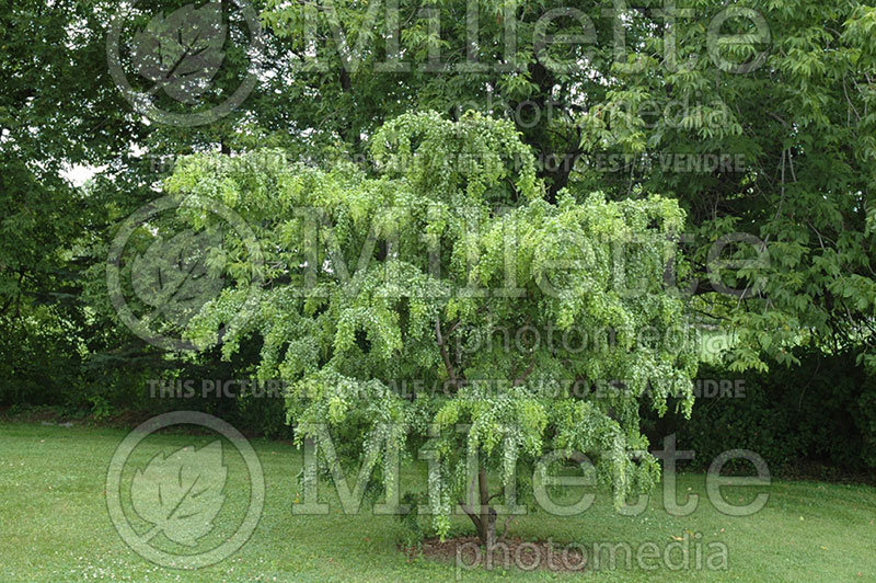 Robinia Lace Lady or Twisty Baby  (Lacelady) Locust) 1 