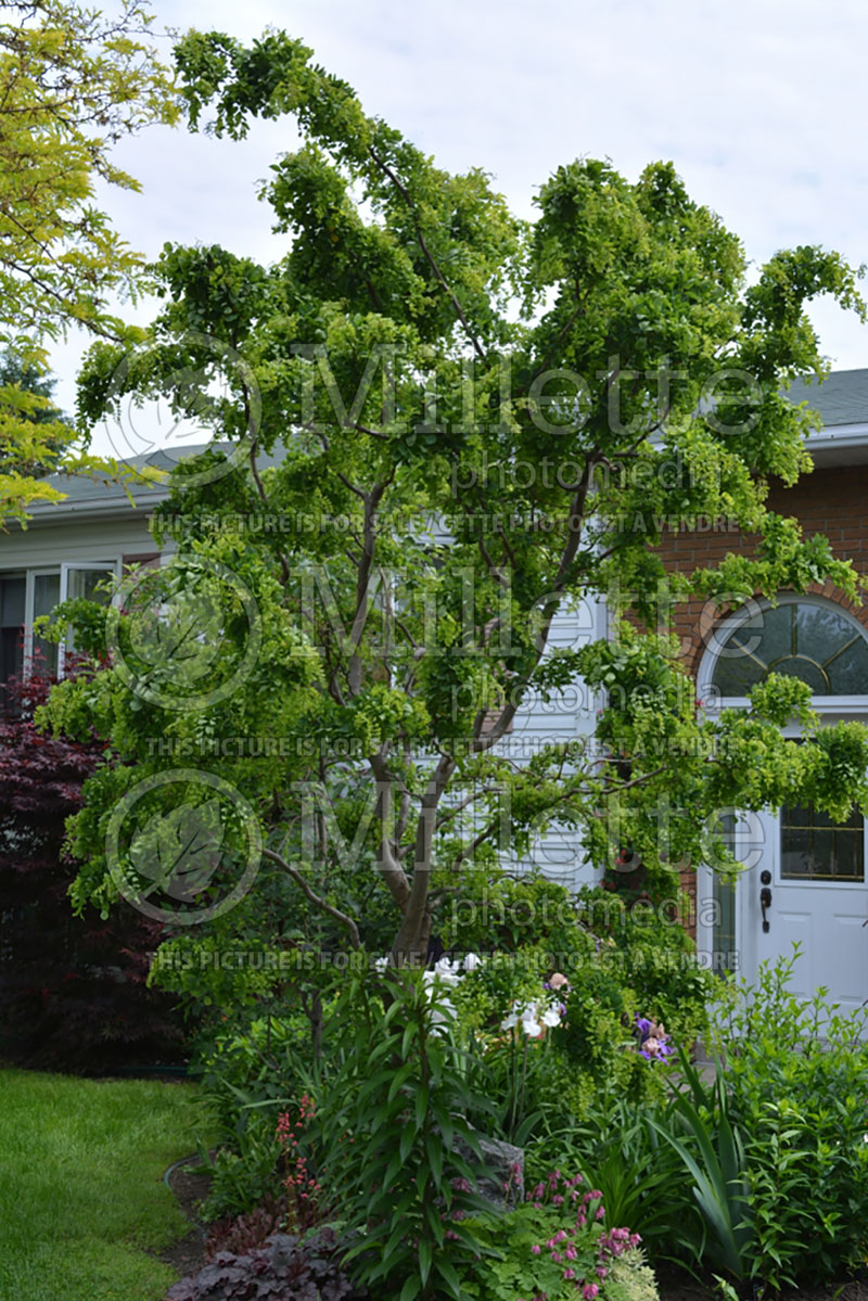 Robinia Lace Lady or Twisty Baby  (Lacelady Locust) 7 