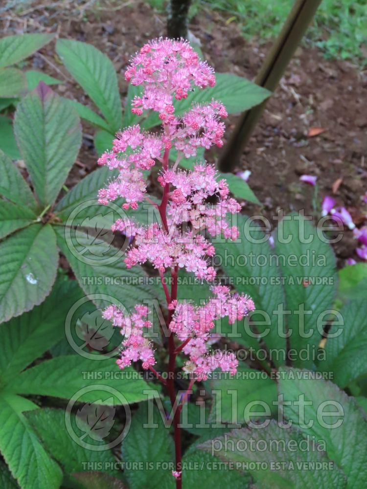 Rodgersia Bronze Peacock (rodgersia) 2 