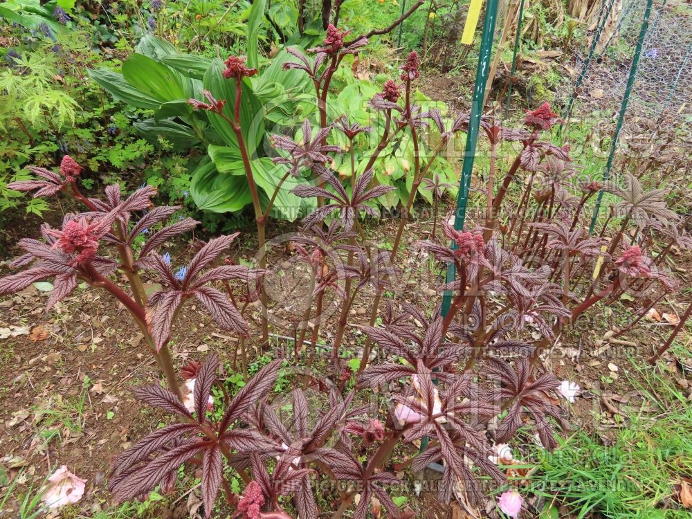 Rodgersia Bronze Peacock (rodgersia) 3 