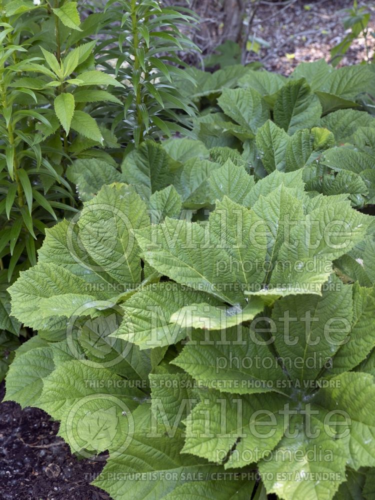 Rodgersia aesculifolia (rodgersia) 4 