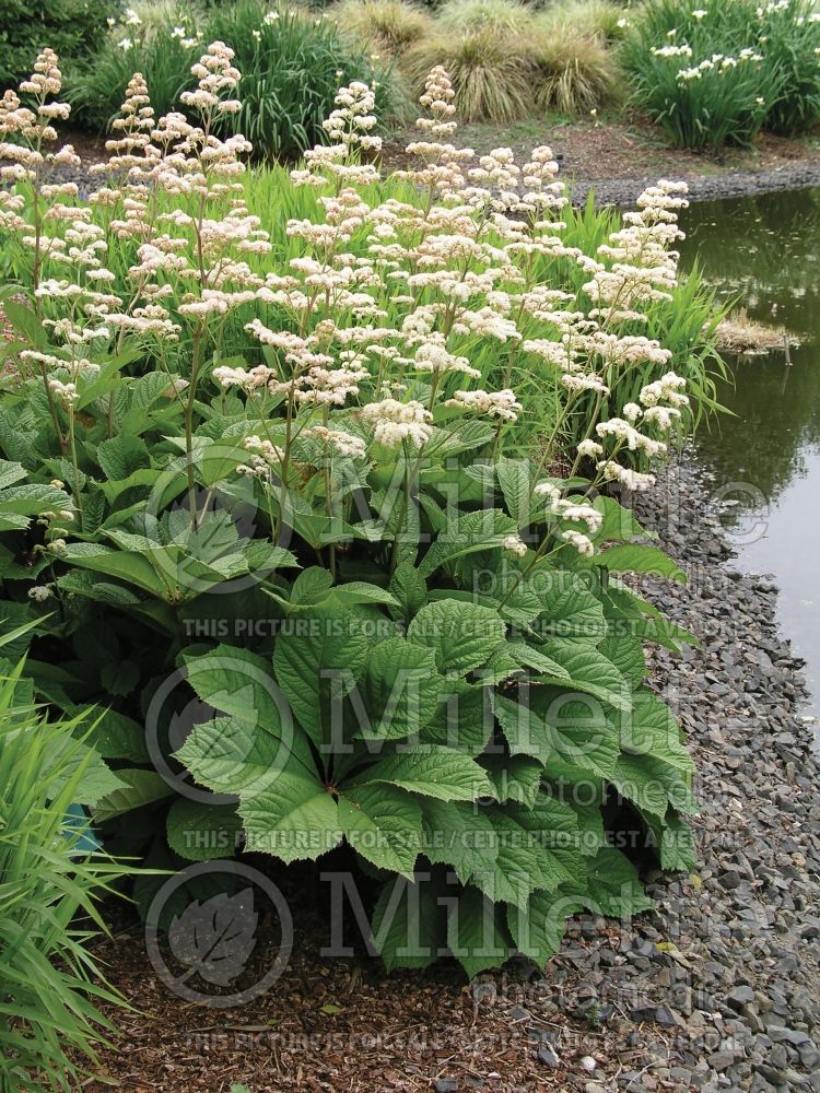 Rodgersia aesculifolia (rodgersia) 1 