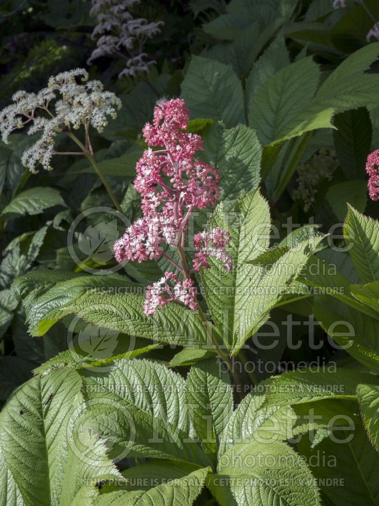 Rodgersia aesculifolia (rodgersia) 3 