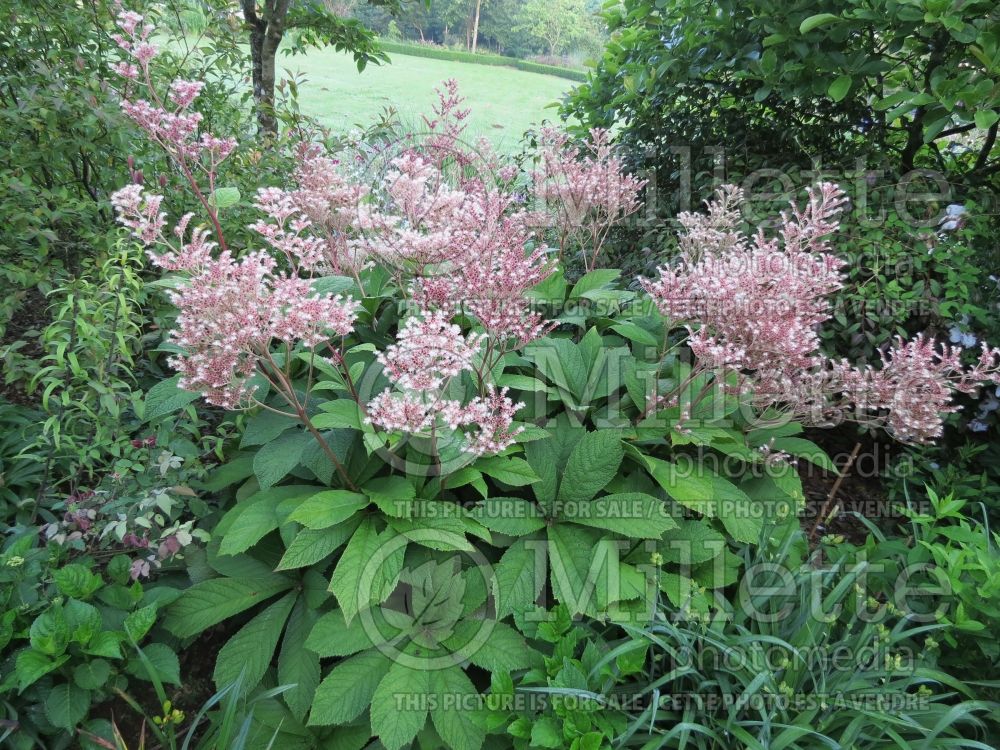 Rodgersia Badenweiler (rodgersia) 2 