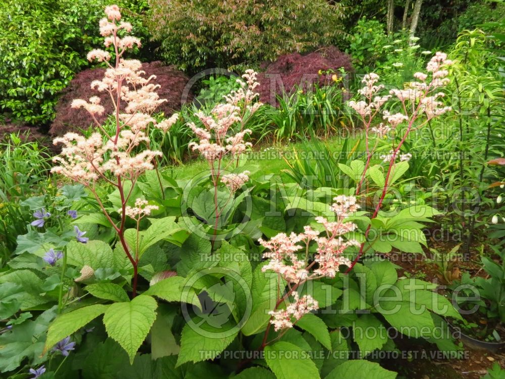 Rodgersia Badenweiler (rodgersia) 3 