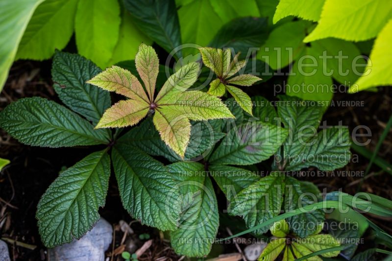 Rodgersia Bloody Mary (rodgersia) 1 