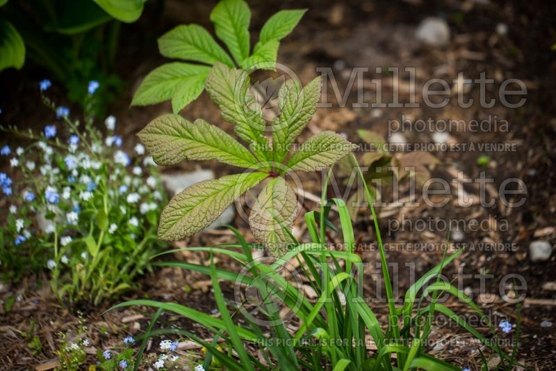 Rodgersia Bloody Mary (rodgersia) 2 