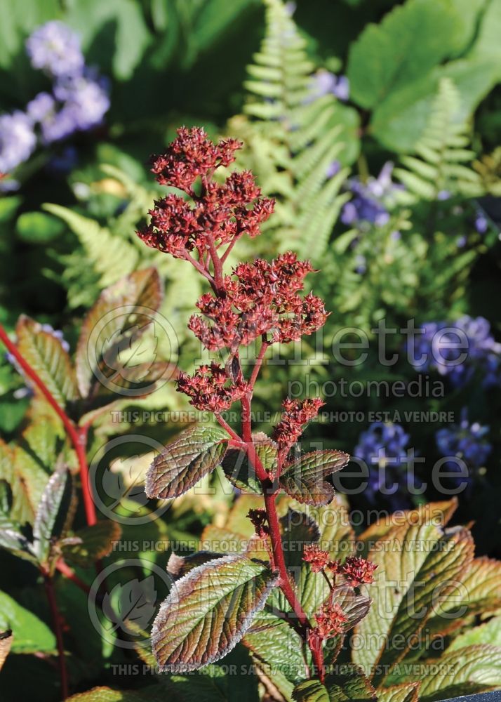 Rodgersia Bronze Peacock (rodgersia) 1 