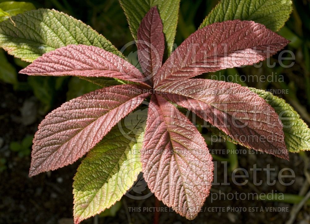 Rodgersia Chocolate Wings (rodgersia) 4 