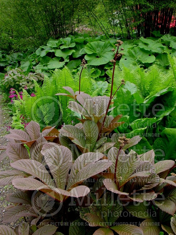 Rodgersia Chocolate Wings (rodgersia) 5 