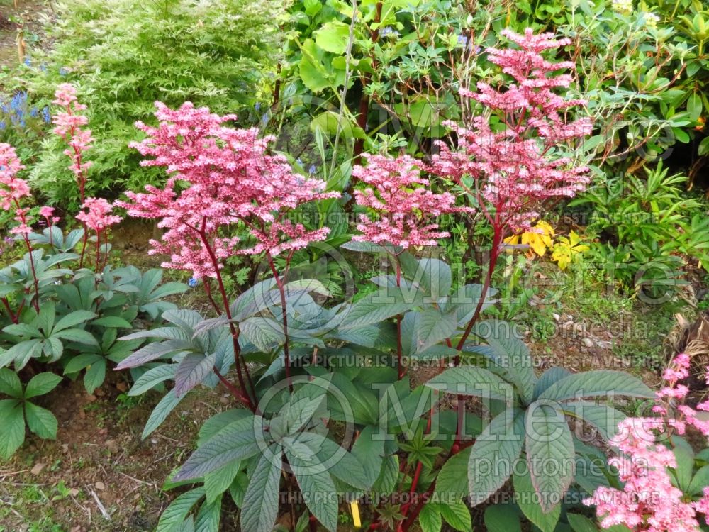 Rodgersia Chocolate Wings (rodgersia) 2 