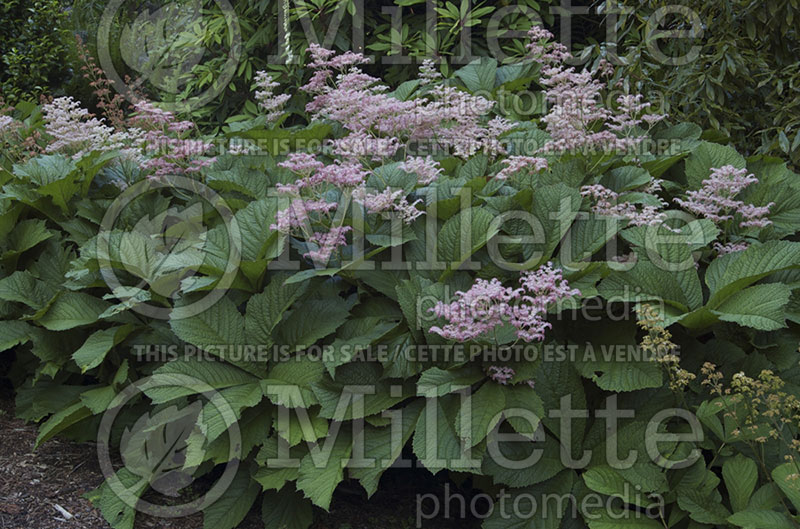 Rodgersia pinnata (Rodgersia) 1 