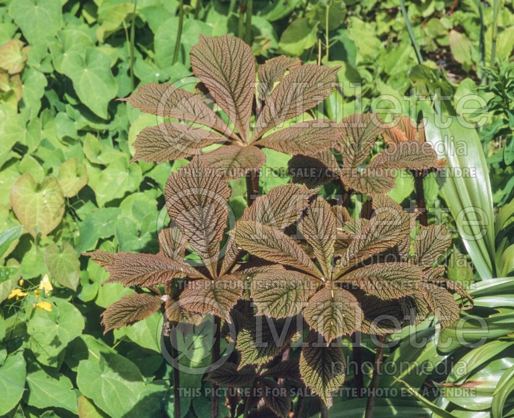 Rodgersia Fireworks (Rodgersia) 5