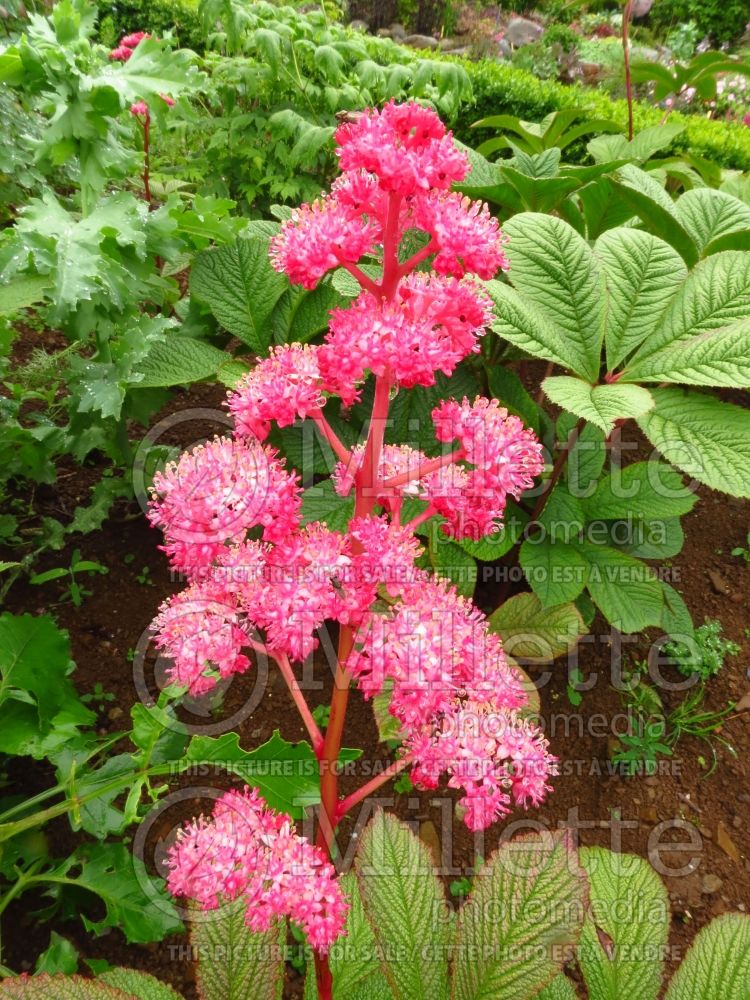 Rodgersia Fireworks (Rodgersia) 3