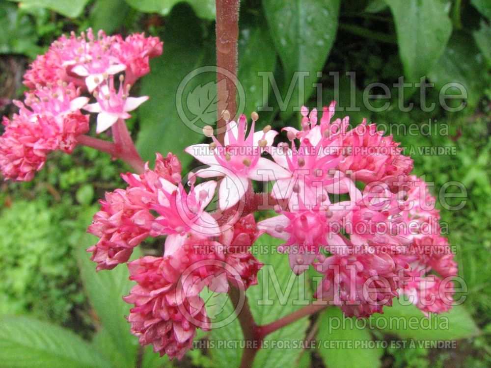 Rodgersia Fireworks (Rodgersia) 4