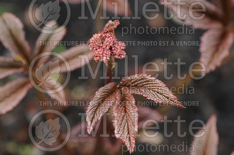 Rodgersia Fireworks (Rodgersia)  1