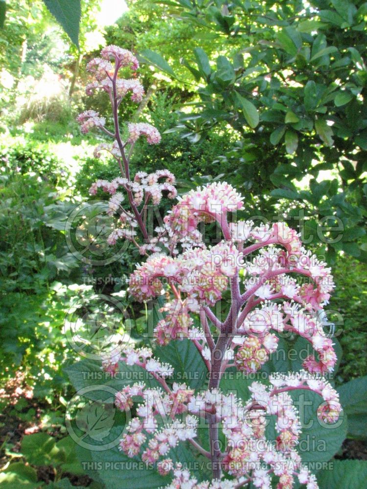 Rodgersia Hercules (rodgersia) 1 