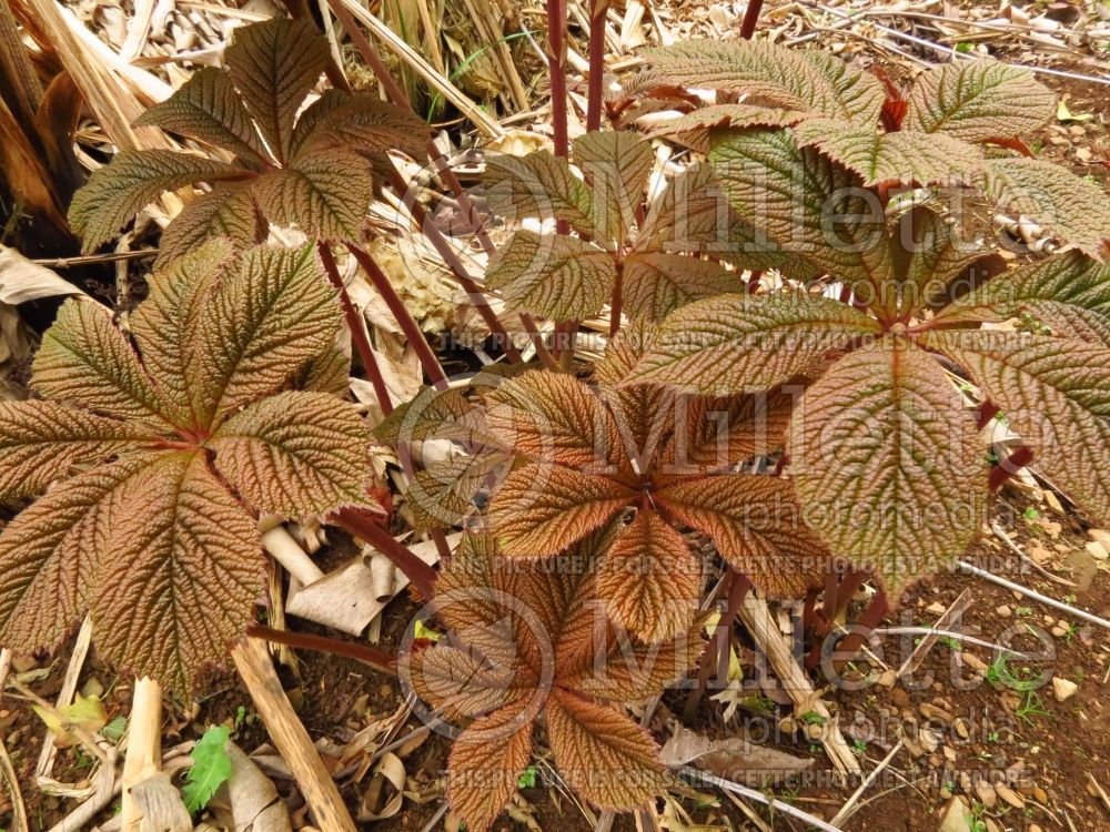 Rodgersia Hercules (rodgersia) 3 