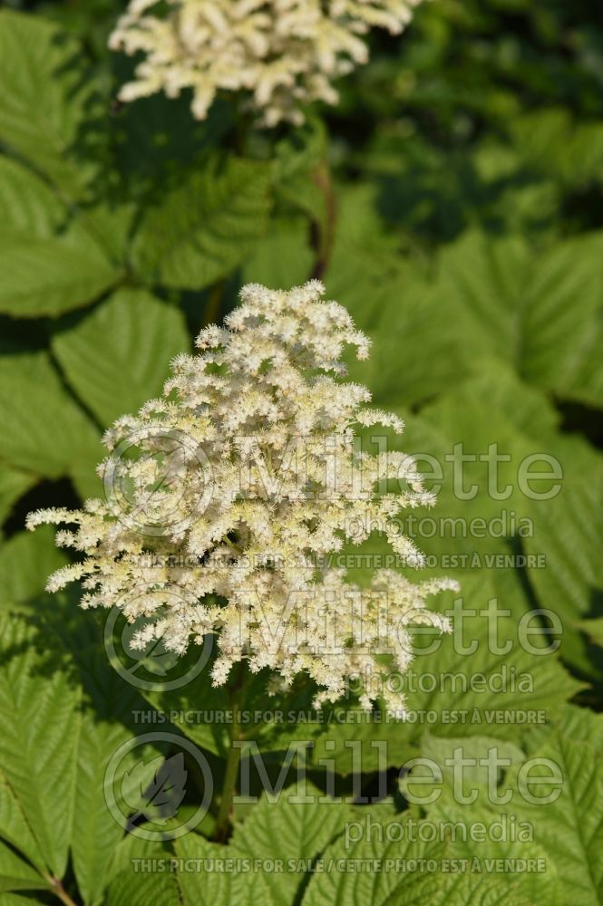 Rodgersia Superba (Rodgersia) 3 