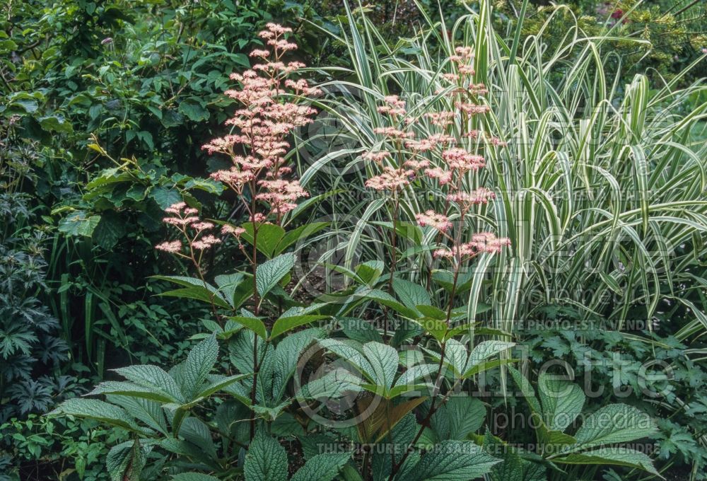 Rodgersia Superba (Rodgersia) 2 