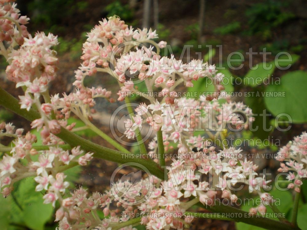 Rodgersia Superba (Rodgersia) 1 