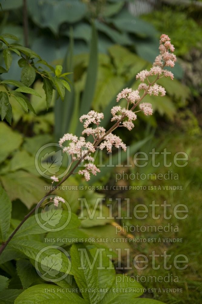 Rodgersia Superba (Rodgersia) 4 