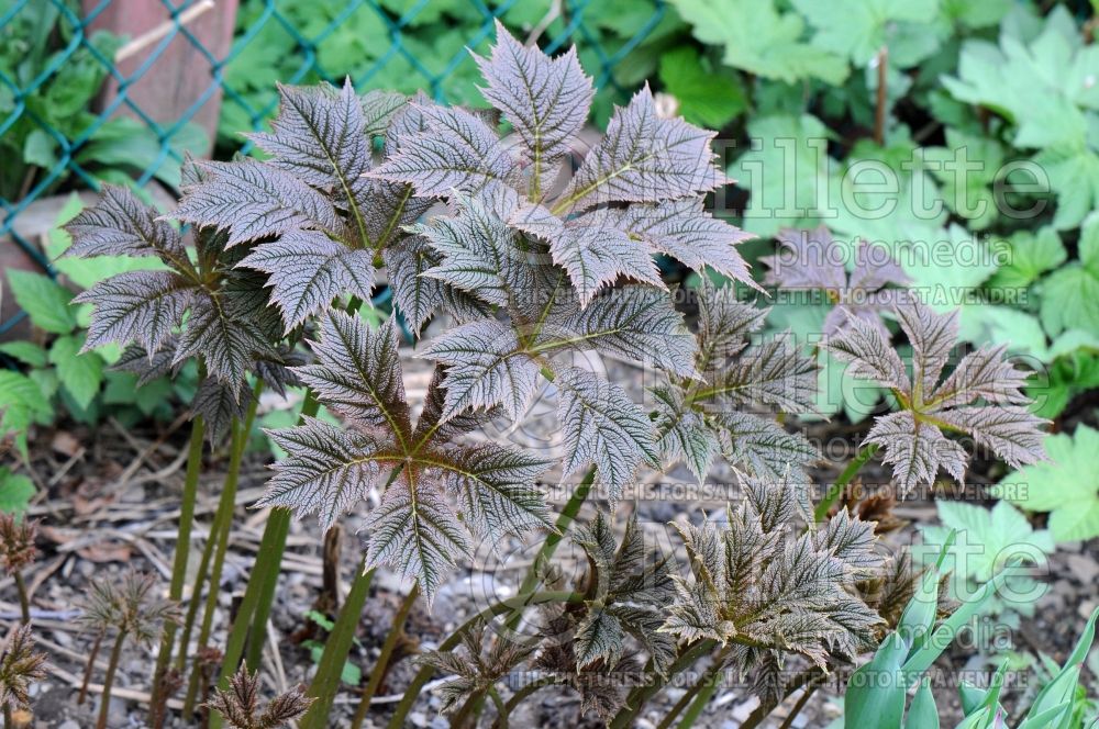 Rodgersia Braunlaub (rodgersia) 1 