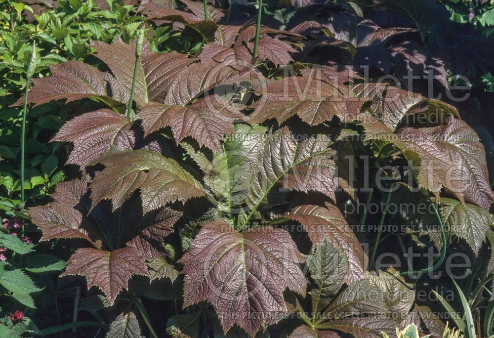 Rodgersia Bronze Form (Rodgersia) 1 