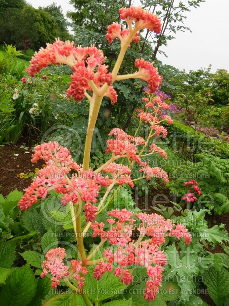 Rodgersia Rotlaub (rodgersia) 1 