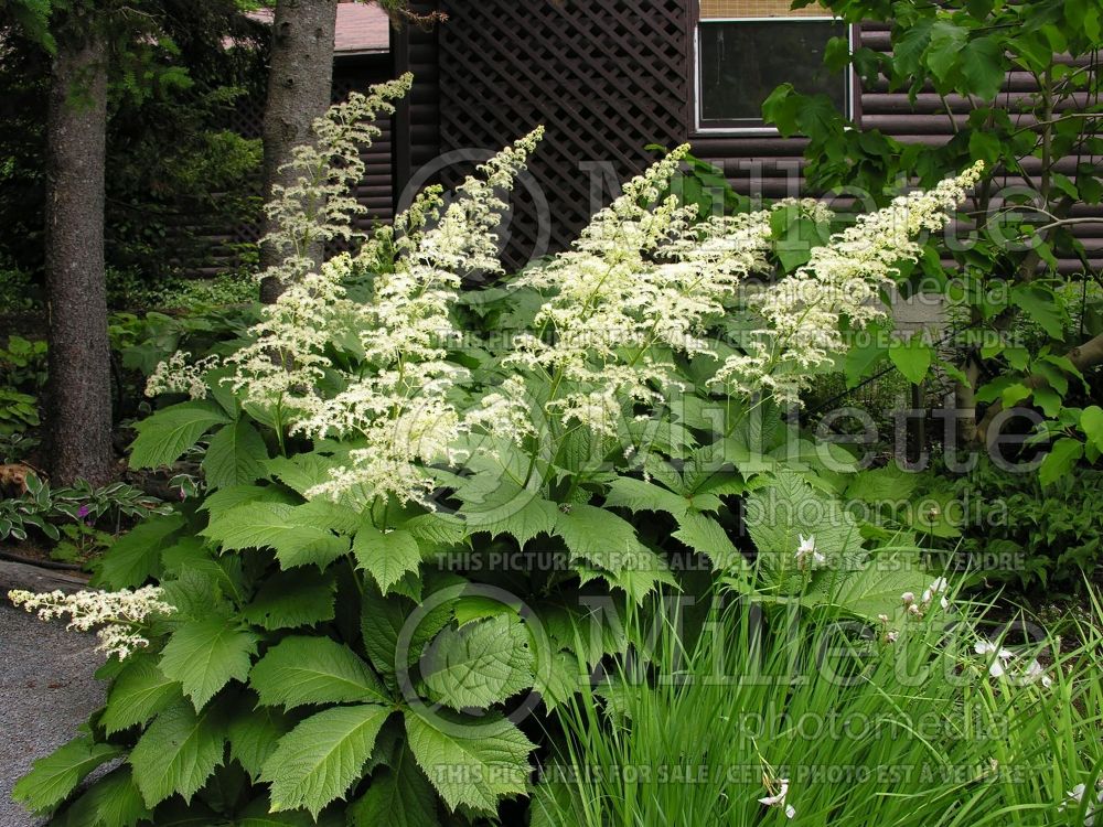 Rodgersia podophylla (rodgersia) 3 