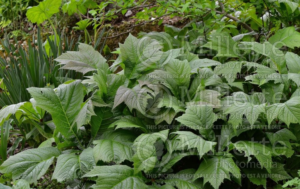 Rodgersia Braunlaub (rodgersia) 2 