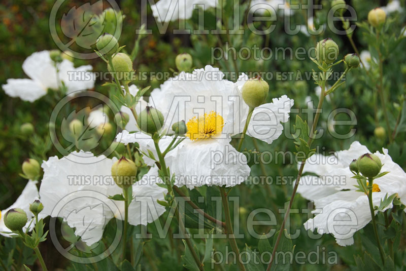 Romneya coulteri (Californian tree poppy) 2  