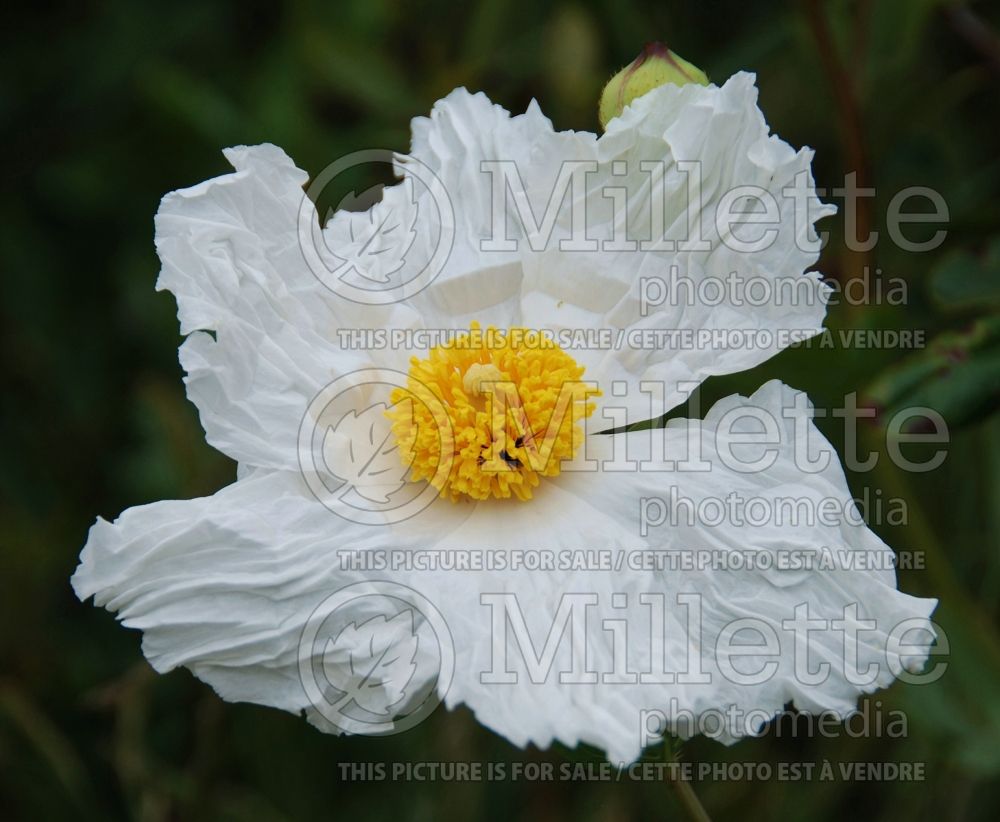 Romneya coulteri (Californian tree poppy) 1  