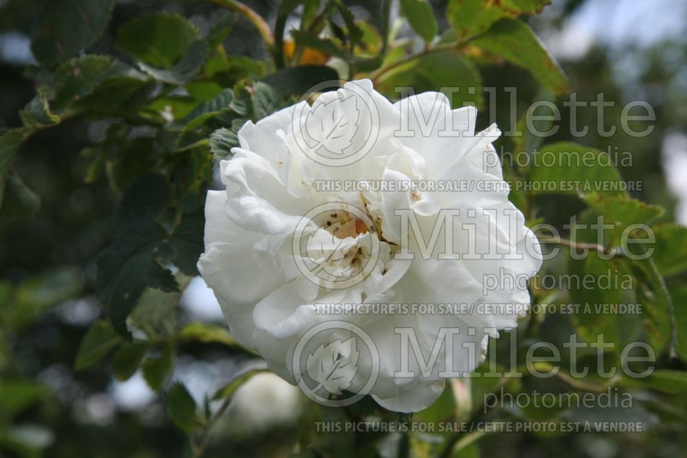 Rosa Konigin Von Danemark (Shrub rose) 1