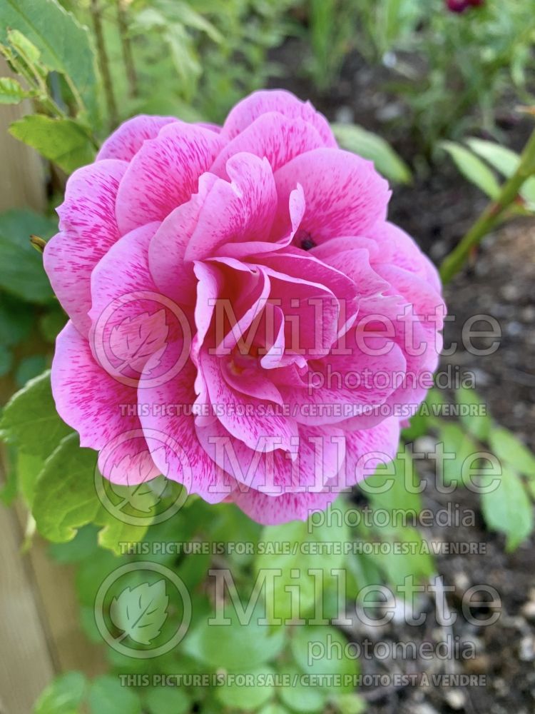 Rosa Camelot (hybrid tea Rose) 1 