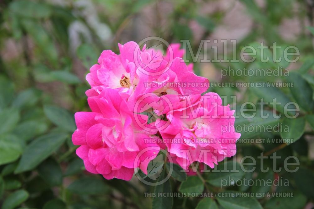 Rosa China Doll (Polyantha rose) 4