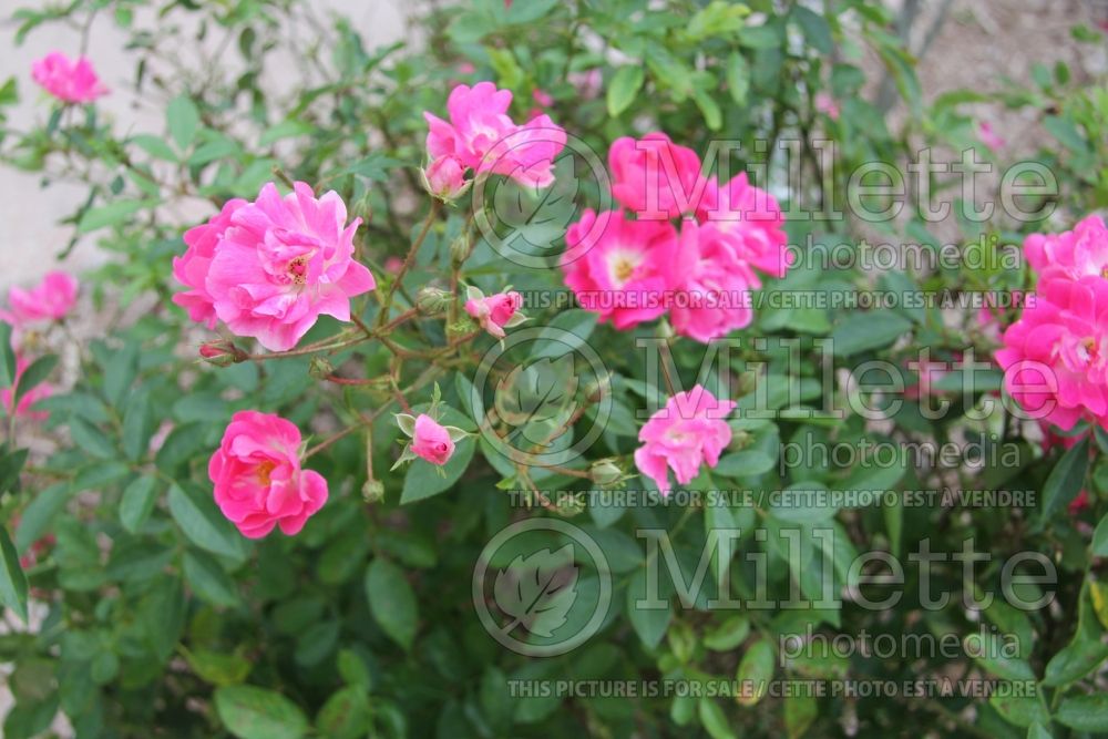 Rosa China Doll (Polyantha rose) 3