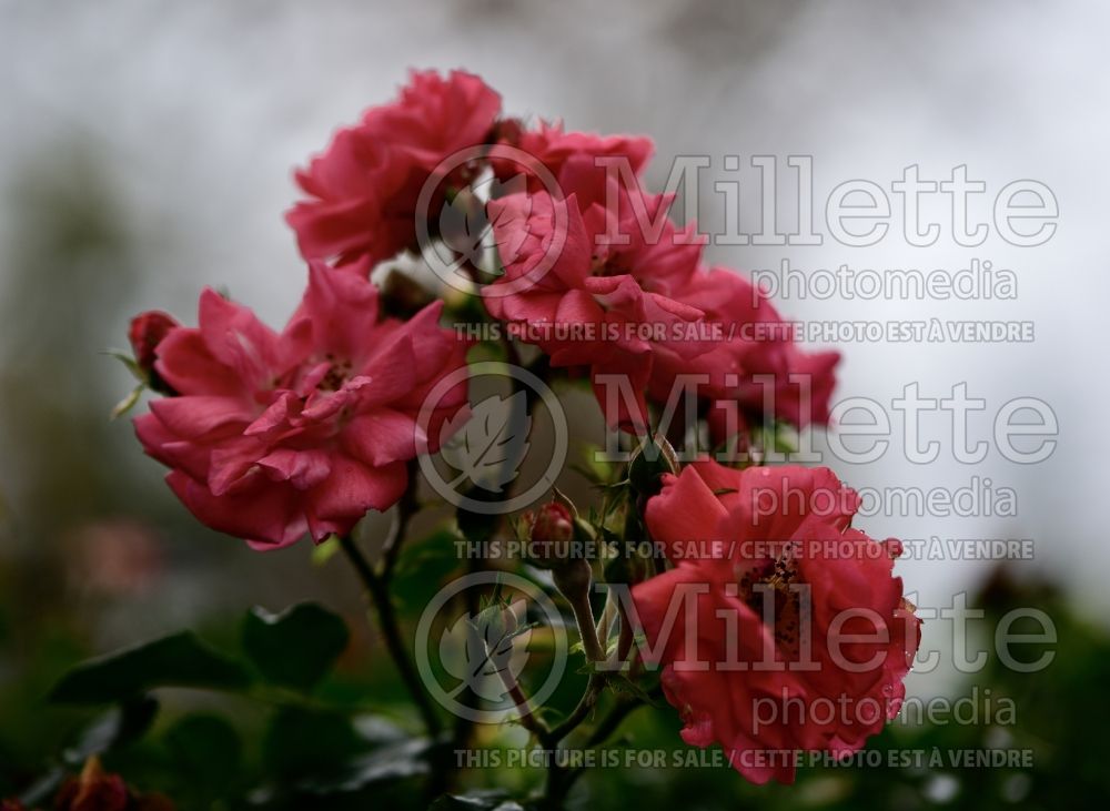 Rosa Coral Drift aka Meidrifora (Groundcover Rose) 3 