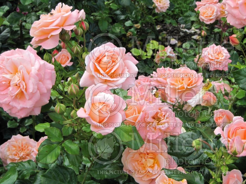 Rosa Kalmar (Floribunda Rose) 1 