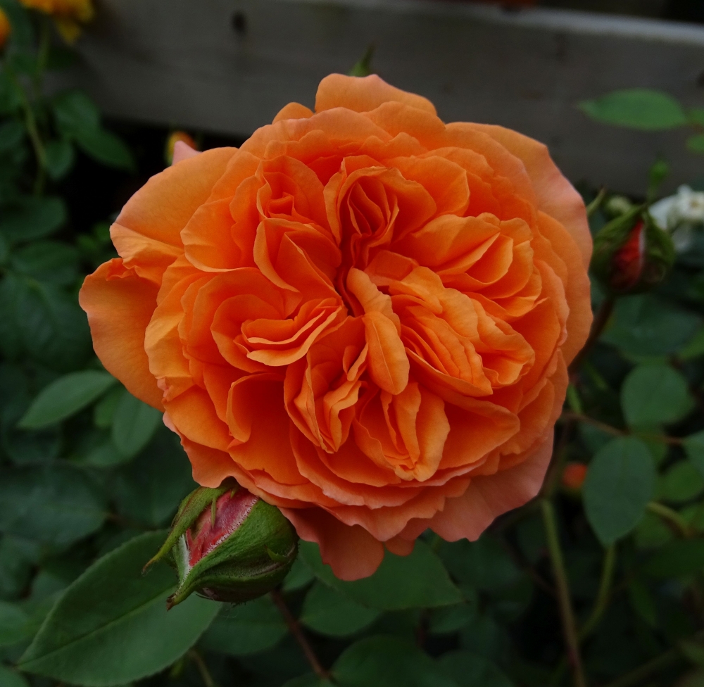 Rosa Louise Clements (Shrub rose) 1