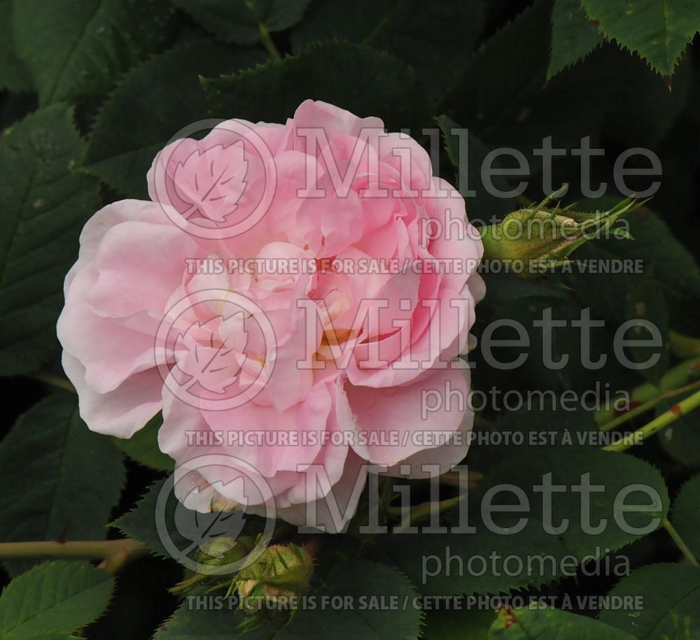 Rosa Maiden's Blush aka Rosa Great Maiden's Blush (old rose pink flower) 4