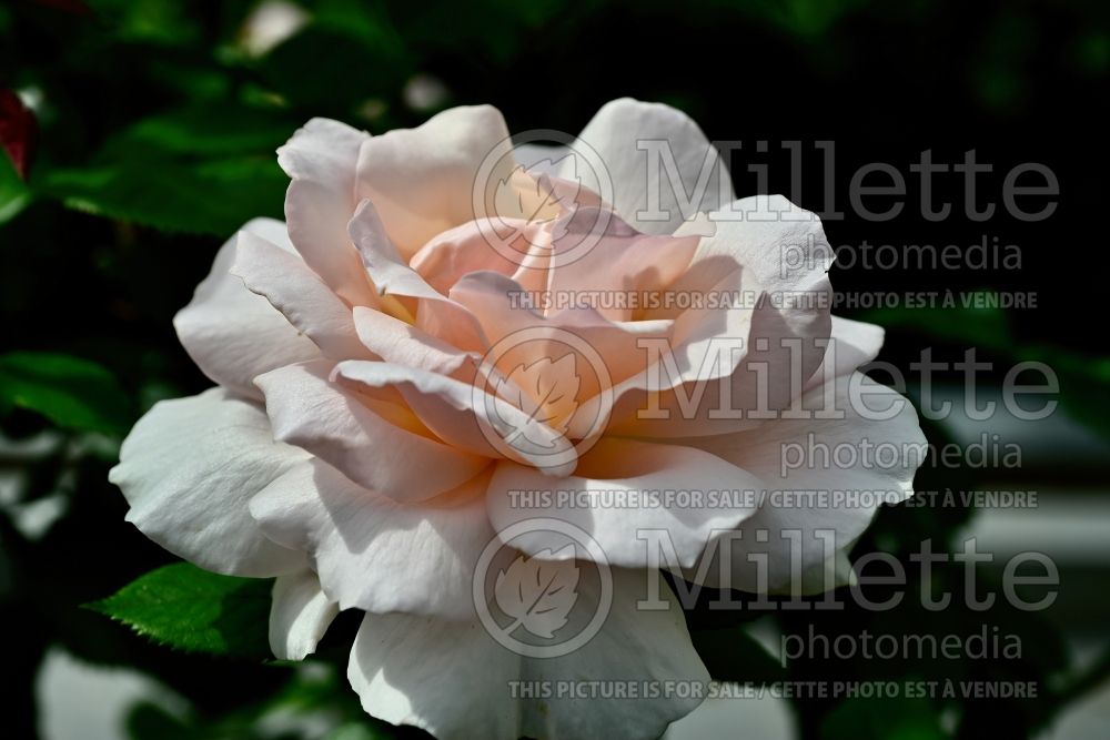 Rosa A Whiter Shade of Pale (Hybrid tea Rose) 1