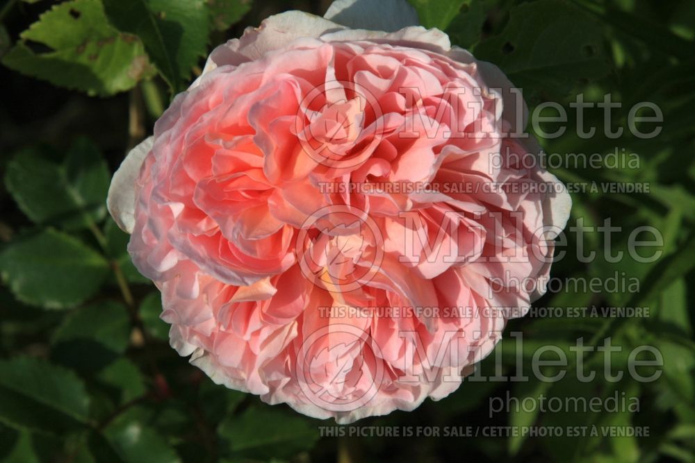 Rosa Abraham Darby (Shrub Rose) 4