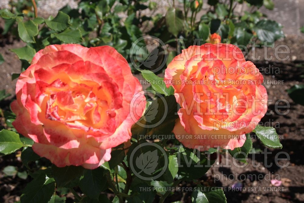 Rosa Adolf Horstmann (hybrid tea rose) 1 