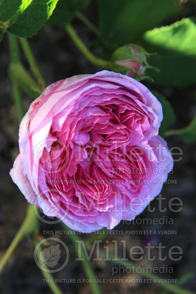 Rosa Aimable Amie (Gallica rose) 4 