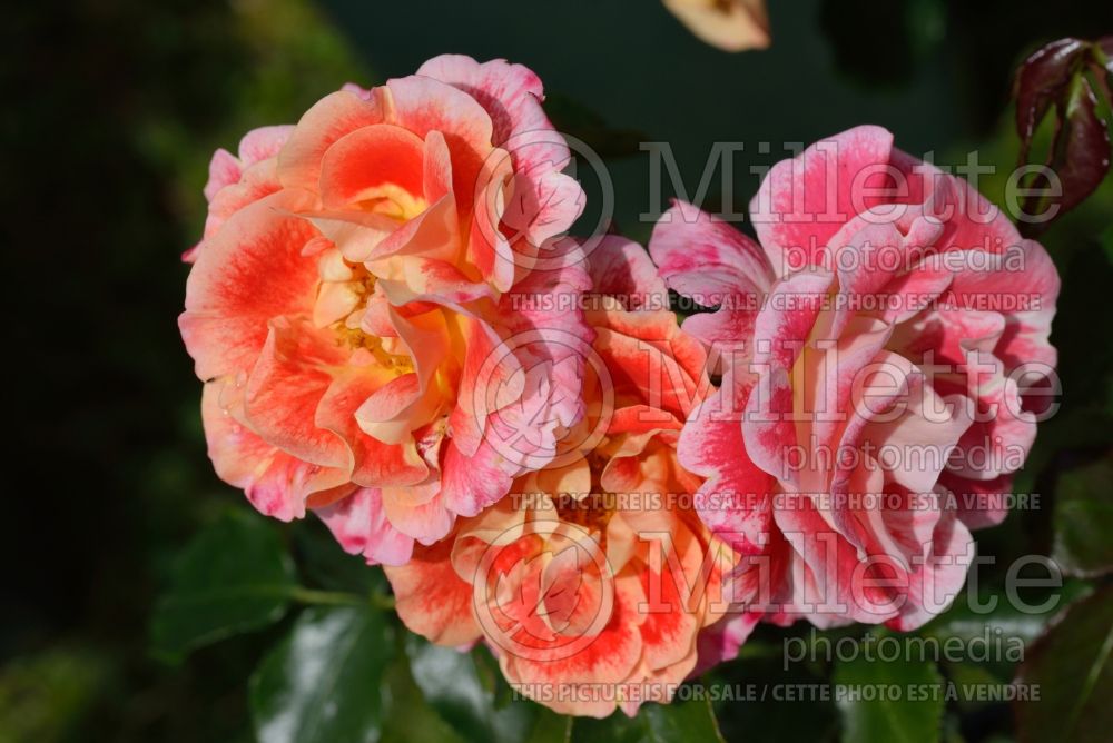 Rosa Airbrush (Floribunda Rose) 1 