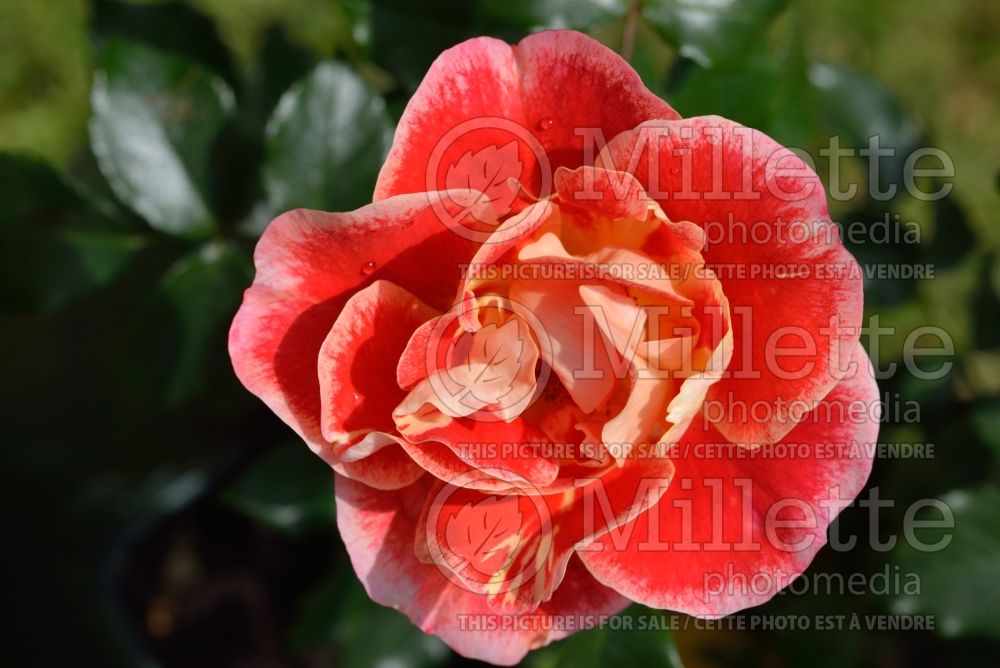 Rosa Airbrush (Floribunda Rose) 2 