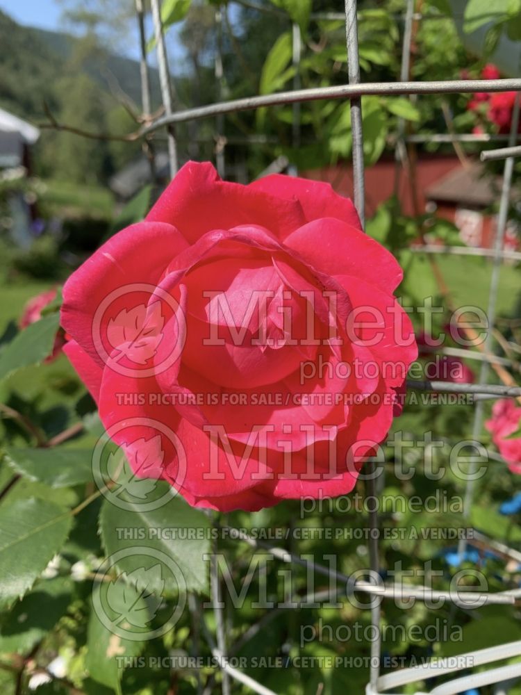 Rosa Alexander McKenzie (shrub rose) 2 