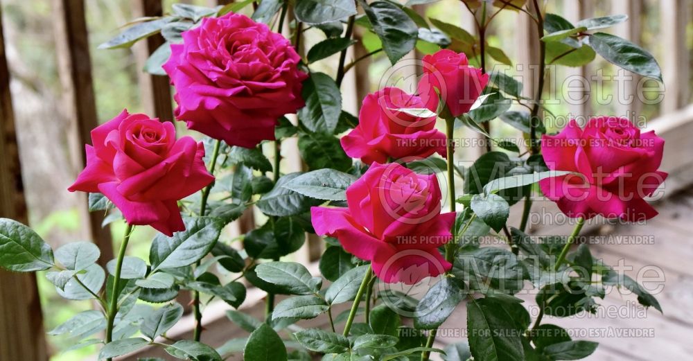 Rosa All my Loving (Hybrid Tea Rose) 1